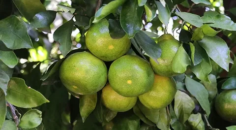 تصویر 3 از خرید و فروش کنسانتره نارنگی سبز با شرایط فوق العاده
